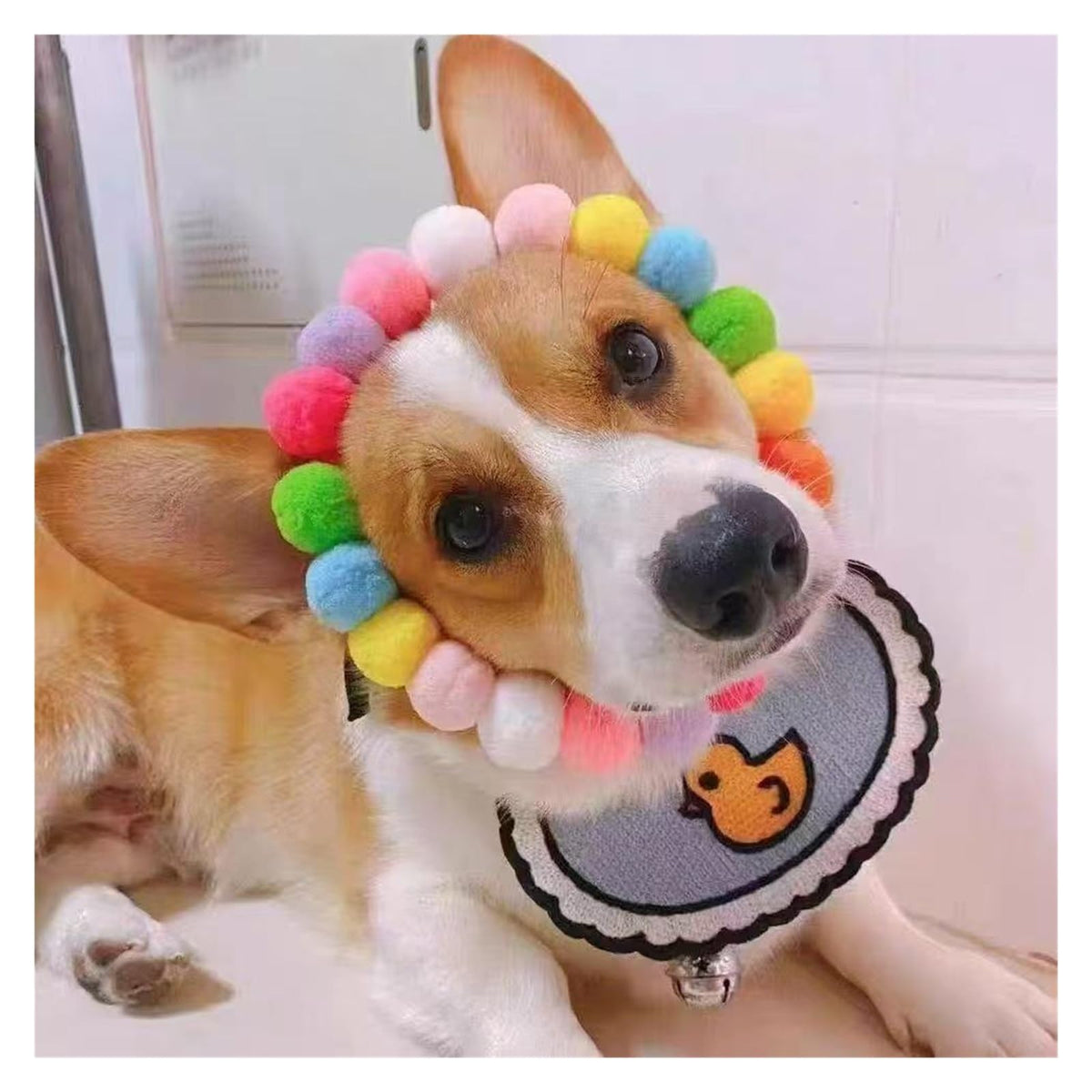 Dog Bow Tie Collar M2734