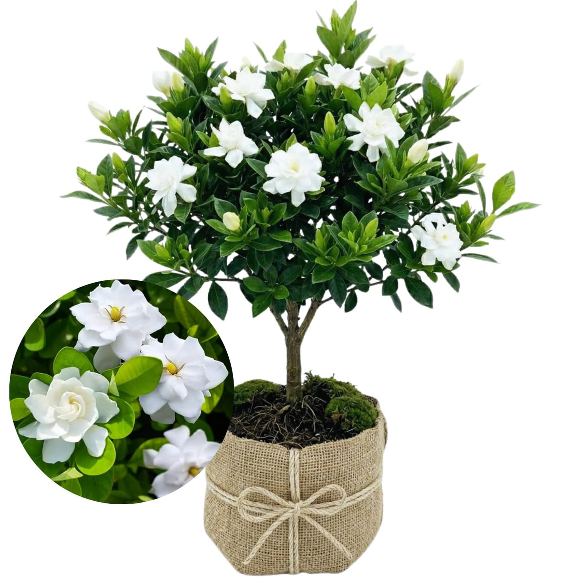 3 Jasmine Live Plants U689