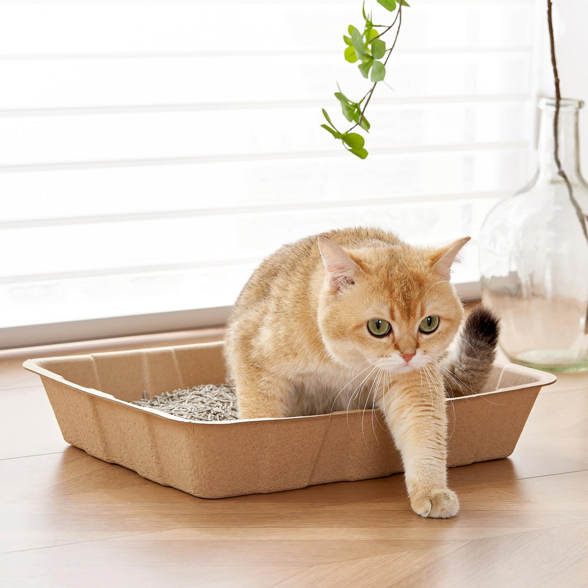 Disposable Cardboard Cat Litter Boxes 5 Pack K361